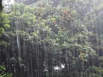 大雨の森林地帯