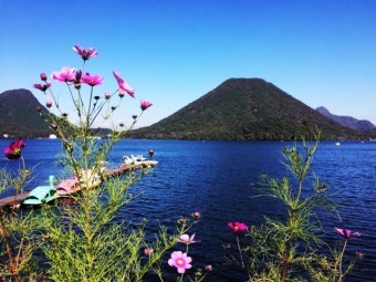 コスモスと湖と緑豊かな山
