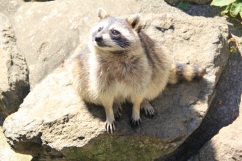 日向ぼっこしているアライグマ