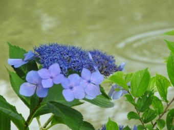雨の中の藍色のアジサイ