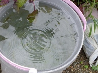 バケツにたっぷりと溜まった雨