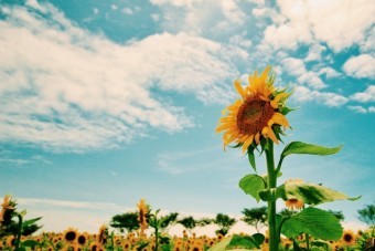 ひまわりと夏の空