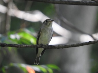木の枝に留まる鳥