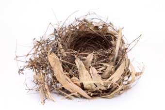 草木などで作った野鳥の巣