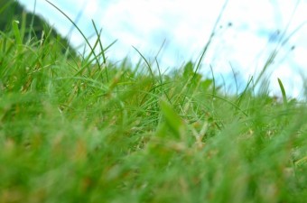 生い茂る草