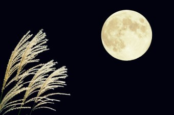 月夜に照らされた秋のススキ