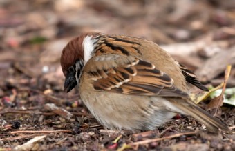 野鳥の代表格でもある雀さん