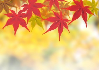 赤色に染まったモミジの葉