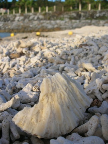 沖縄の浜辺に打ち上げられたサンゴの化石