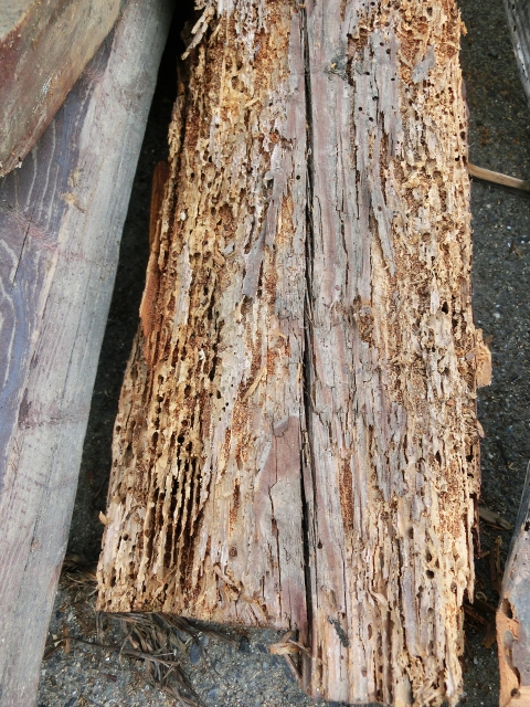 シロアリによる食害を受けた木材