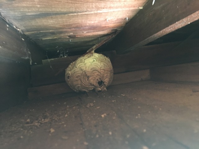 軒天の中にあったハチの巣
